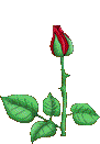 Une Rose
